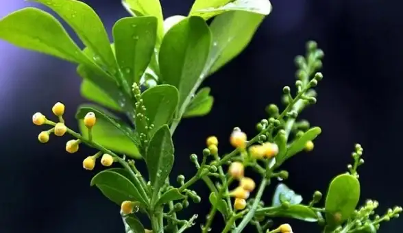 游戏技巧🔥优化指南 ff15闪退难题快速高效解决方法