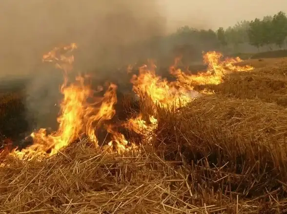 技能对比🔥弹弹堂凤凰蛇全面解析与实战攻略