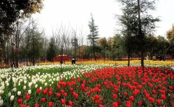 美国VPS推荐🌐住宅IP优选｜lisahost芝加哥双ISP网络优化高性能服务器