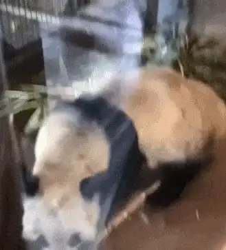 🔥种族揭秘🔥魔兽争霸最强熊猫角色背后故事曝光！