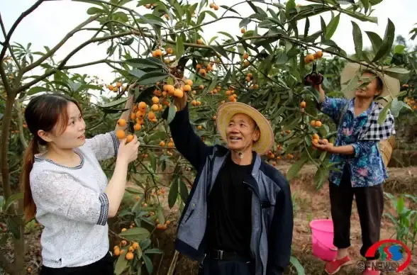 烟雨江湖20级刷野效率提升技巧与实战指南
