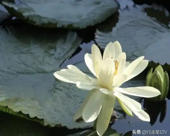 聚焦云端协作 高效赋能远程办公—枫叶主机平台保障助力 远程协同标签