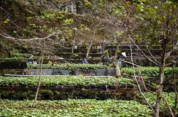 攻略🔥伊豆野山葵技能全解析 精准搭配助战最佳指南