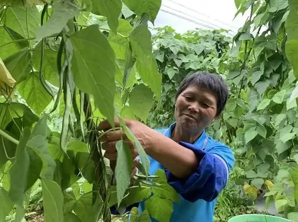 融合绿色理念｜优豆种植新技术的生态守护之路【环保探索】