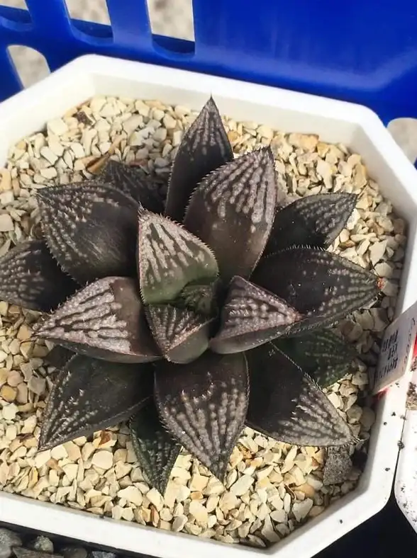 🌿稀有珍藏🌿养护秘籍🌿奇异园艺植物图鉴大全，珍稀品种赏析全解析！