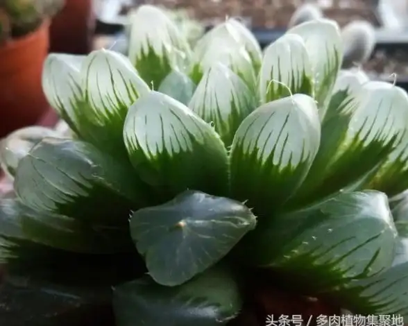 🌿稀有珍藏🌿养护秘籍🌿奇异园艺植物图鉴大全，珍稀品种赏析全解析！