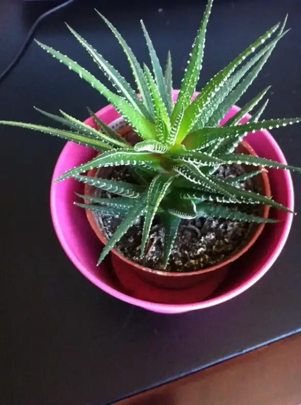 🌿珍稀植物｜园艺秘籍｜奇趣养护 绝美奇异园艺植物图鉴珍藏版！