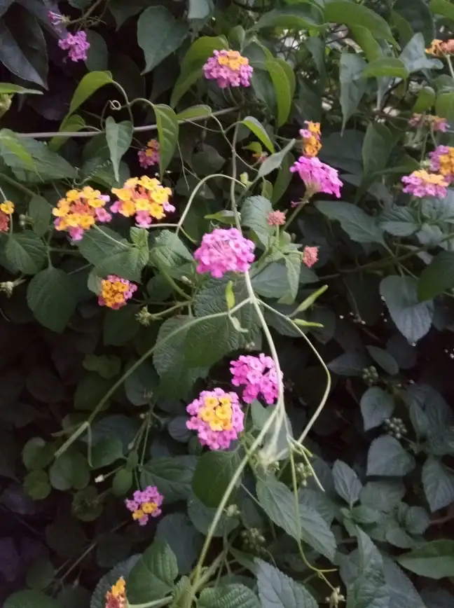 性能炸裂·兼容完美·畅玩无忧 植物大战僵尸抽卡版手机配置全解析