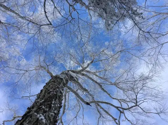 探秘·隐藏·必收藏｜雪国人生苹果在七日世界绝密隐藏地点全曝光！