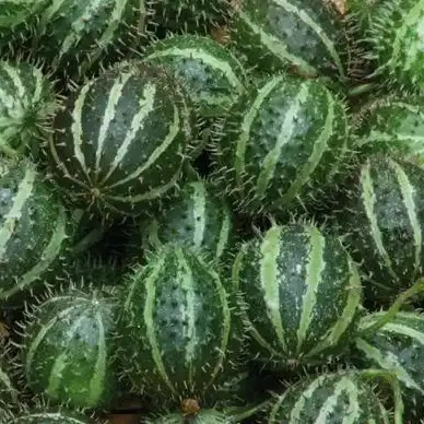 植物大战僵尸✦高能攻略✦实用技巧✦地刺西瓜技能全解与顶级实战指南