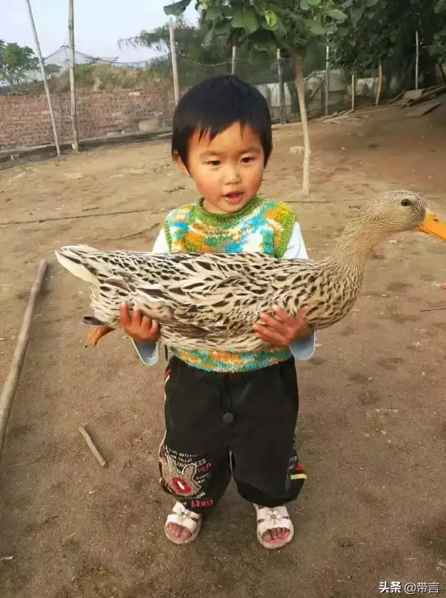 网络故障🚀本地连接突然不见了？小鱼详解修复方法帮您快速找回