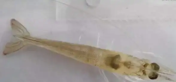 🌟科学揭秘🌟微生物探秘🌟细菌最早被识别的神秘有机物究竟是什么？