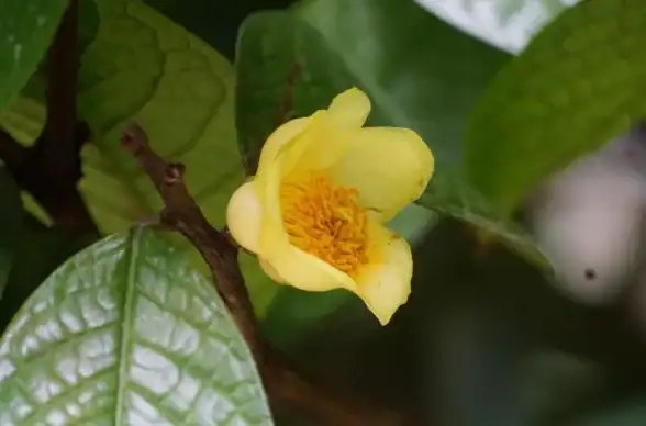 游戏攻略🎯怪物猎人曼陀罗图鉴哪张内容最丰富详尽？