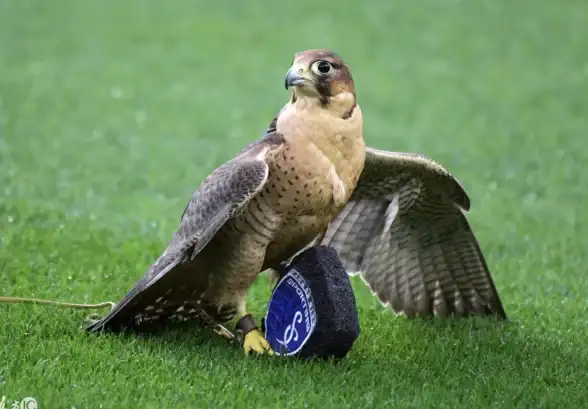 游戏攻略⚽地点揭秘 城市天际线足球场位置与DLC深度解析