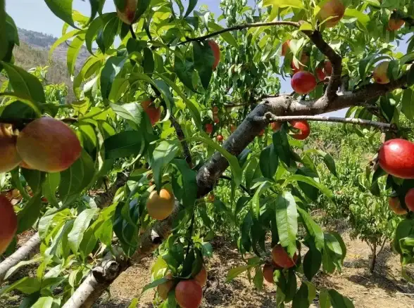 攻略🔥公主连接春色法衣全属性解析及最佳获取指南