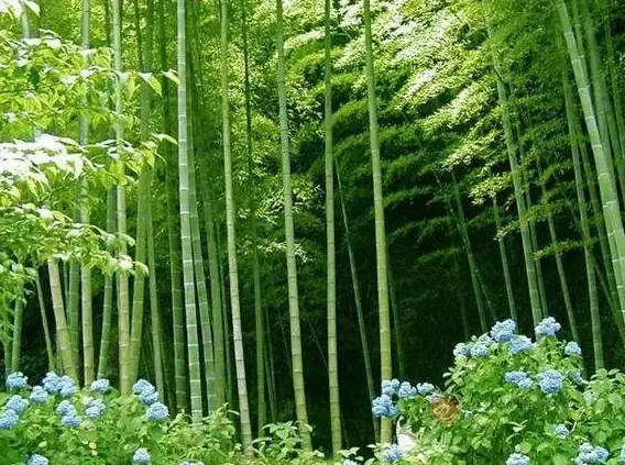 实用英语新趋势｜紫色系词汇高能指南❗紫色词汇快速掌握技巧【词汇提升】