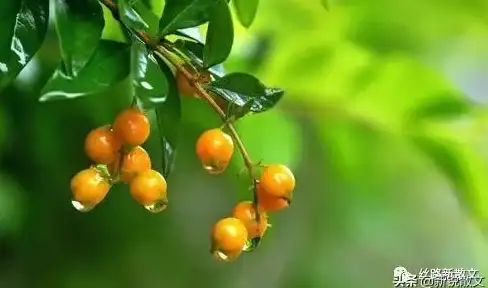 🔥热门攻略✦详细解析✦无限暖暖晴日悠行全方位获取秘籍