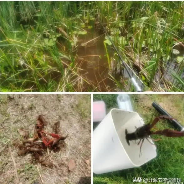 游戏攻略🎯钓鱼技巧 创造与魔法小龙虾最佳钓点全揭秘