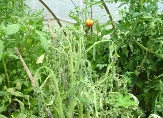 对应苹果4丨极速修复秘籍—苹果4软件下载失败高发原因全解析❗实用指南】