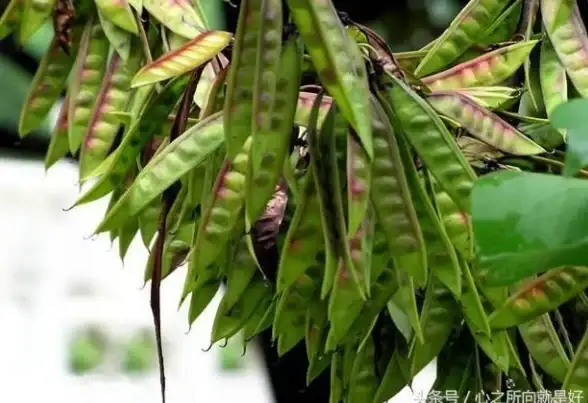 手机管理 数据助手｜小鱼详解豌豆荚手机助手电脑版，助您高效管理手机数据