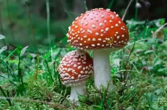 攻略🔥真三国无双起源飞翔脚快速解锁全步骤详解