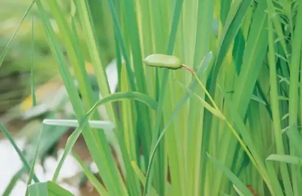 游戏攻略🔥血菖蒲采集详解与实用技巧分享《七日世界》指南
