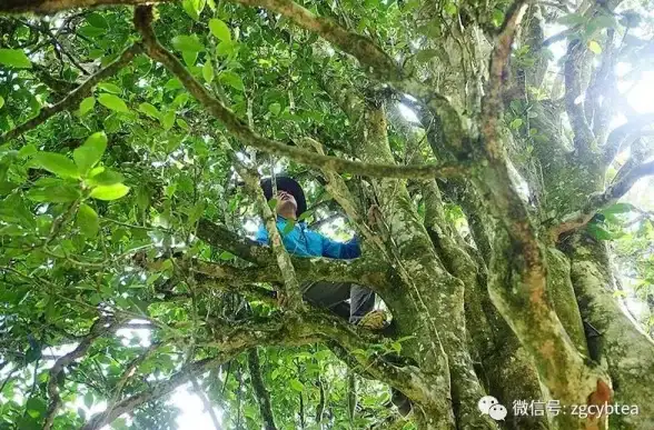 云原生|人工智能 云原生引领新常态，人工智能能否迎接挑战