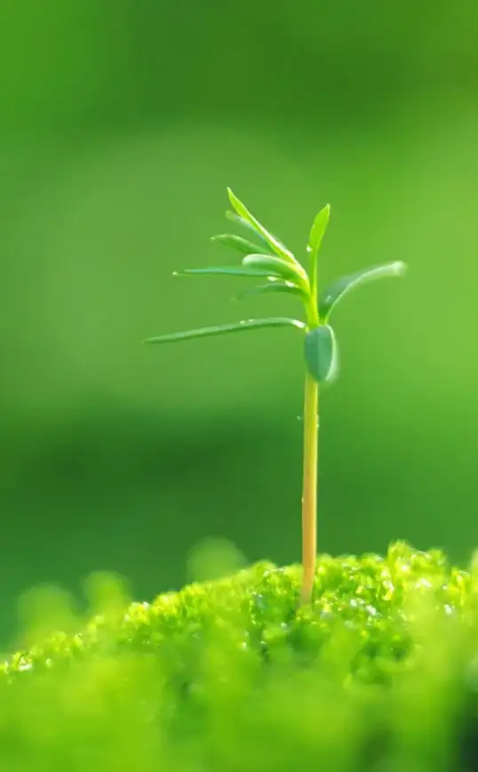效率提升🌟桌面背景设计：用科学方法打造高效舒适的工作环境