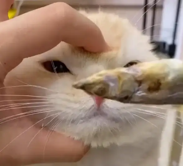 电脑故障🐭鼠标没反应怎么办？小鱼手把手教你快速修复鼠标故障