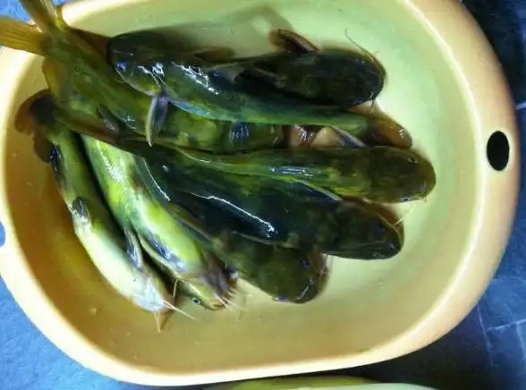 电脑提速🚀小鱼教您应对笔记本电脑运行缓慢的方法