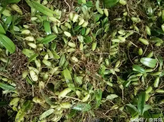 攻略秘籍🌱通关指南 速成技巧分享：植物大战僵尸2仙桃篇