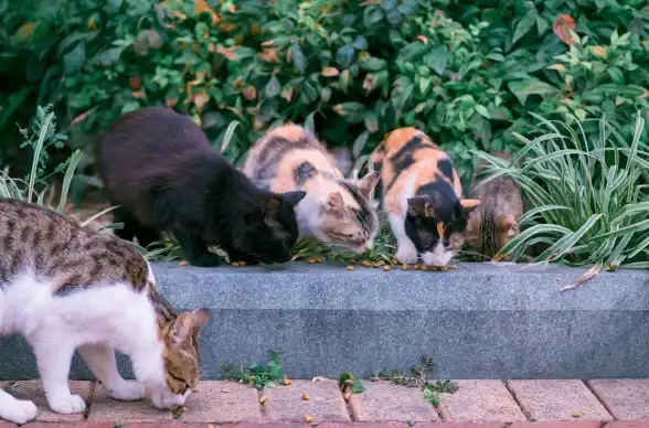 怪物猎人荒野 高能角色 深度攻略 呆猫玩法全解析！