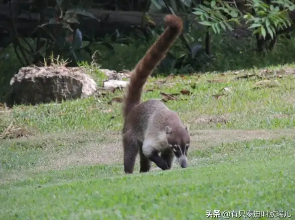 恐龙狩猎🔥终极攻略 怪物猎人挑战最佳武器装备推荐