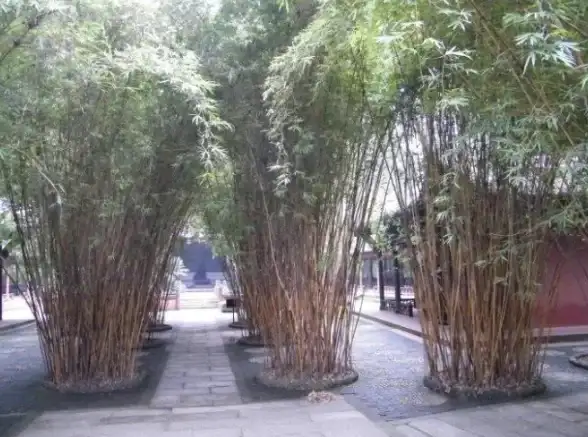 处理器 性能对比移动CPU天梯图全解析：第八代处理器性能评测与选购指南