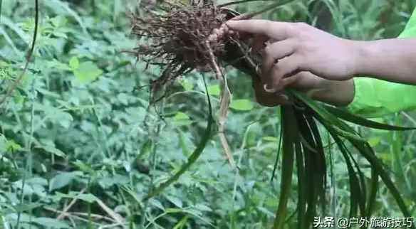 游戏攻略📍采集指南📍血菖蒲位置全解析，速速收藏！