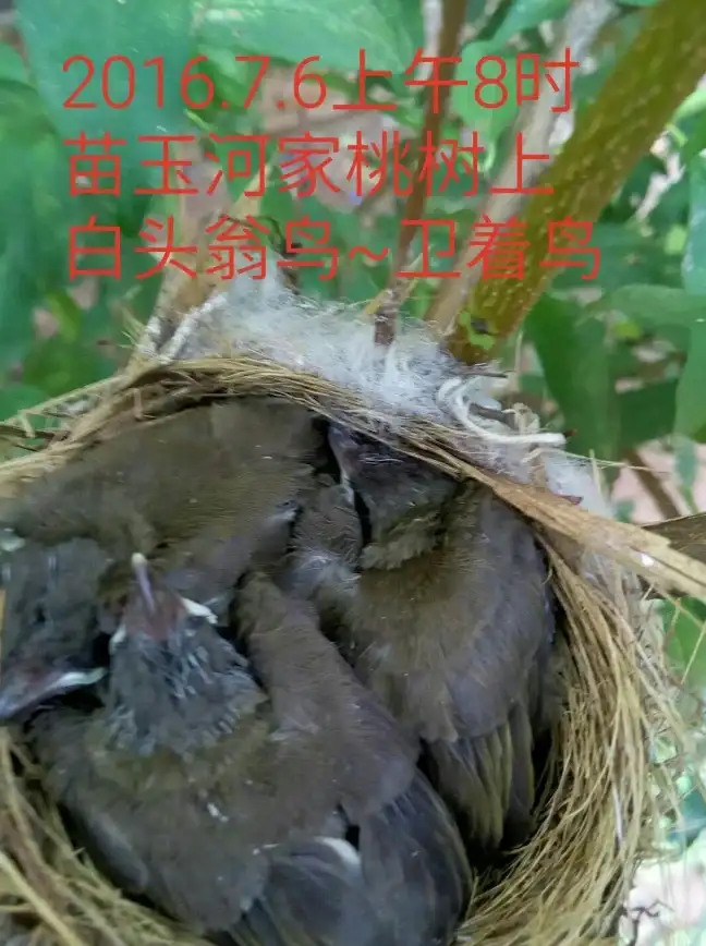 策略攻略◆载具揭秘◆战斗技巧┃深度探秘《异环》载具玩法，解锁多样战斗新策略！