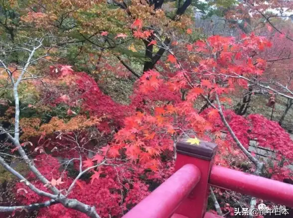 🔥角色解析🔥深度攻略🔥霓虹深渊无限红叶技能优势与成长全揭秘
