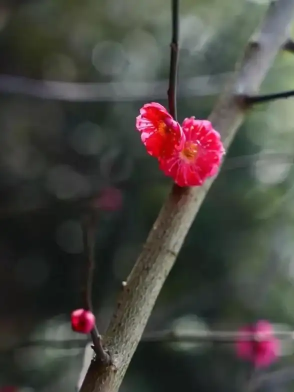 🔥攻略秘籍🔥花儿鞋子🔥无限暖暖轻松获取全攻略详解！