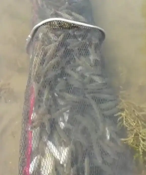 手机故障📱进程异常 com.android.phone已停止怎么办？小鱼教你快速解决手机进程问题