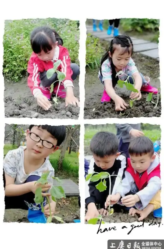 植物探秘●成长揭秘●防御机制：保卫向日葵菠萝布植物全解析！