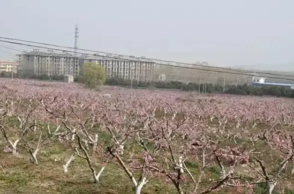 骑宠｜效率｜秘境 探秘《桃花师》坐骑获取全攻略，效率大比拼！