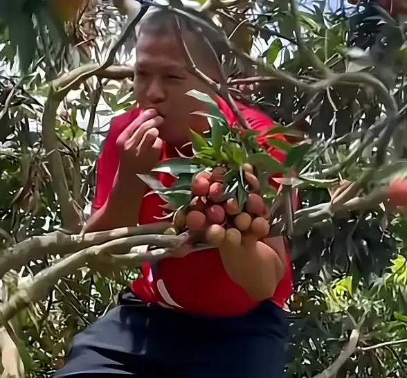 趣味探索🍏苹果表情：果园里的缤纷乐趣