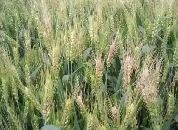关联指引 苹果4旧系统应用获取全解密 数码安全速览】权威辨别下载风险全指导