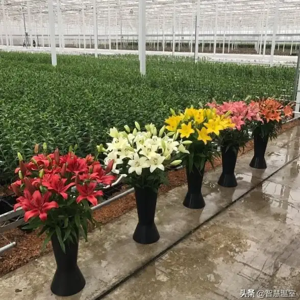 微信指南📱手机微信安装流程全攻略：快速高效完成每一步