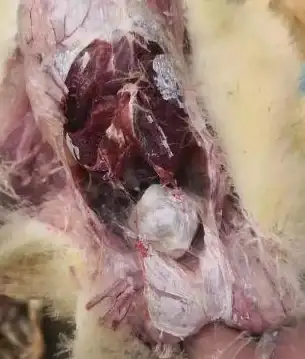 策略攻略🔥鹅鸭杀变形鸭玩法全解析指南