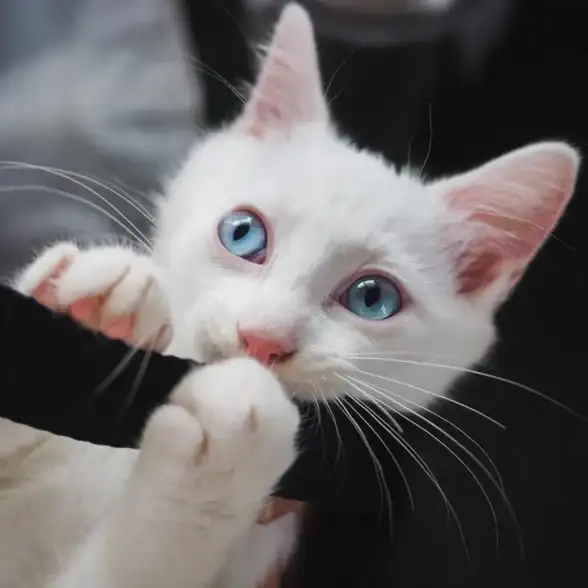 🐾趣味游戏🔥宠物乐园 好玩的猫咪题材游戏及2025最新排行榜揭秘