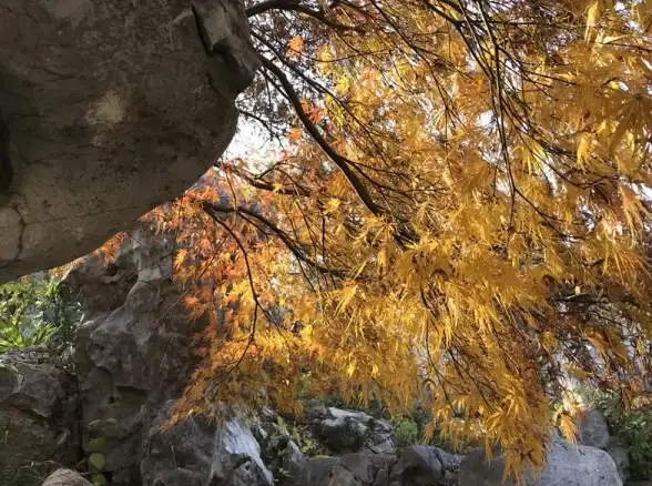 攻略🔥王者荣耀梅花山雪作闲伴活动全方位玩法详解指南