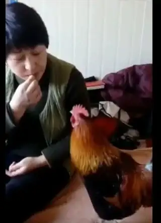 dnf鸡年宠物选择攻略详解