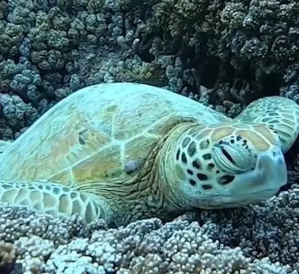 朋友圈技巧｜纯文字发布方法详解，微信发纯文字朋友圈教程，小鱼教你轻松操作