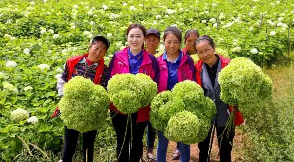 ✨植物养护✨创新育种✨桃源深处有人家：菊花育种秘籍大公开！